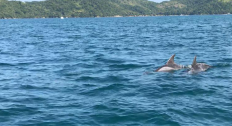 Pesquisadores da Uerj detectam impacto da poluição sonora marinha em área costeira do Rio de Janeiro