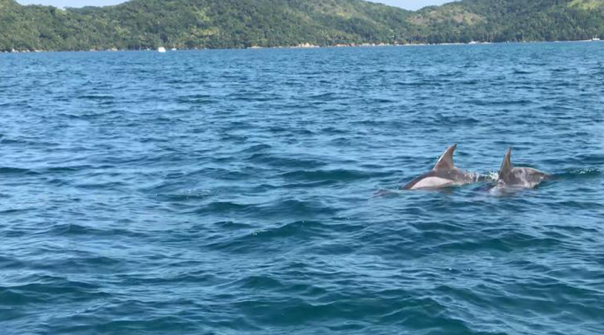 Pesquisadores da Uerj detectam impacto da poluição sonora marinha em área costeira do Rio de Janeiro