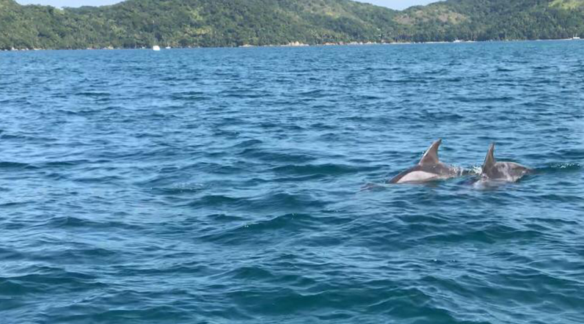 Pesquisadores da Uerj detectam impacto da poluição sonora marinha em área costeira do Rio de Janeiro